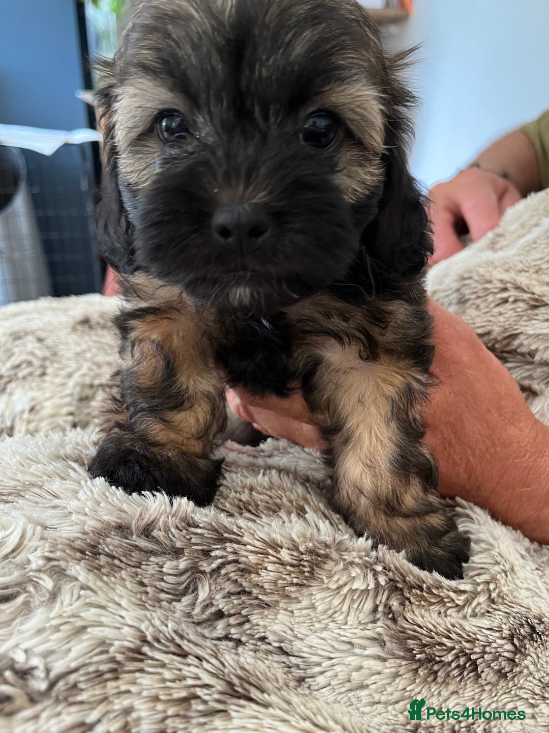 Shihpoo dogs for sale: Beautiful Shihpoo puppies  - Image 3