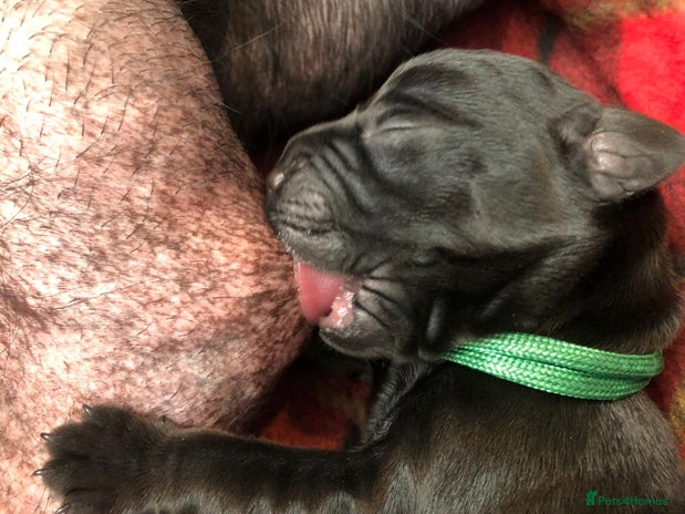 Labrador Retriever dogs - Advert 2