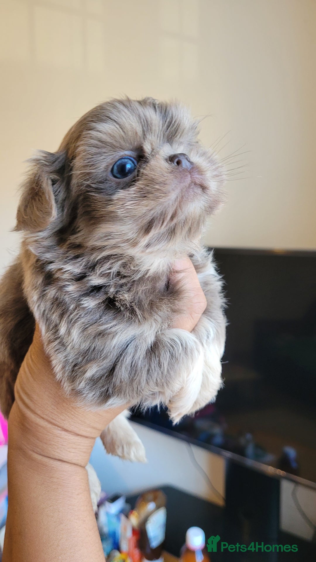 Shih Tzu dogs for sale: Three stunning KC Lavender/dobie Imperial ShihTzu - Advert 1