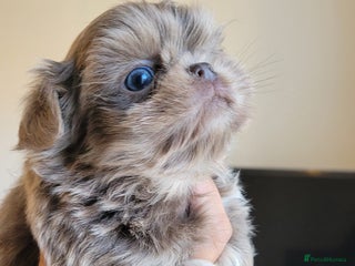 Shih Tzu dogs Three stunning KC Lavender/dobie Imperial ShihTzu - Advert 4