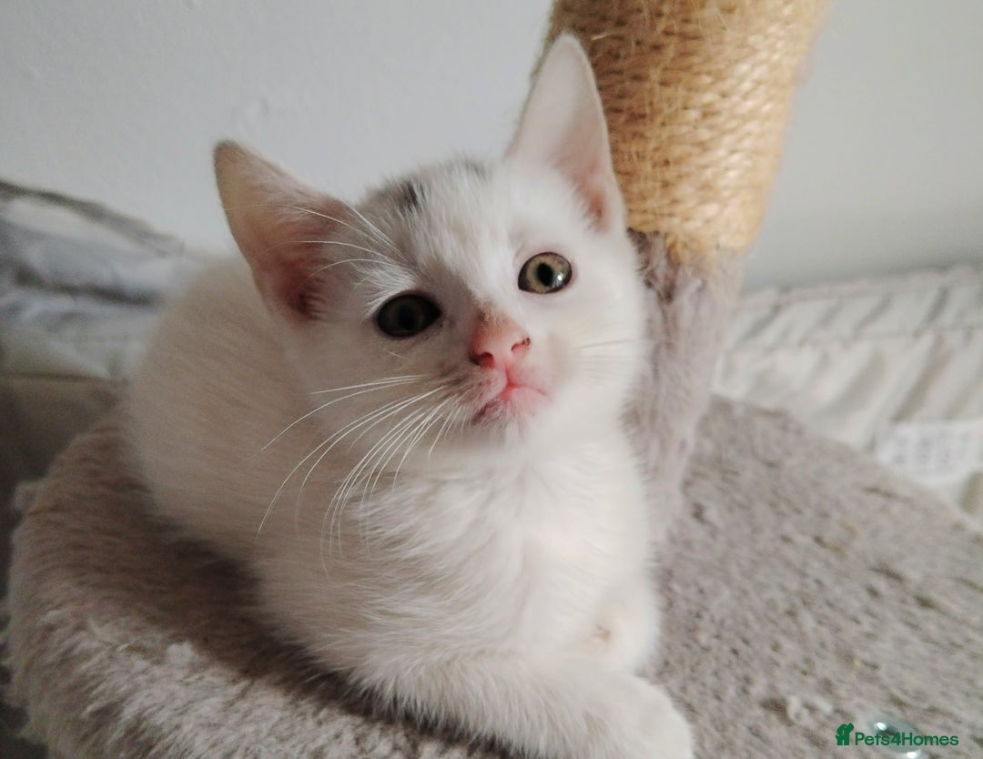 Mixed Breed cats for sale: Mircochipped female white kitten  - Image 8