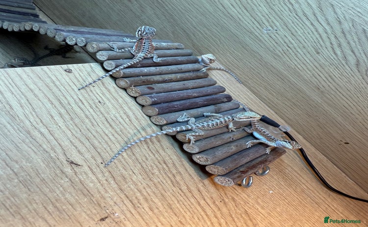 Bearded Dragon reptiles - Advert 12