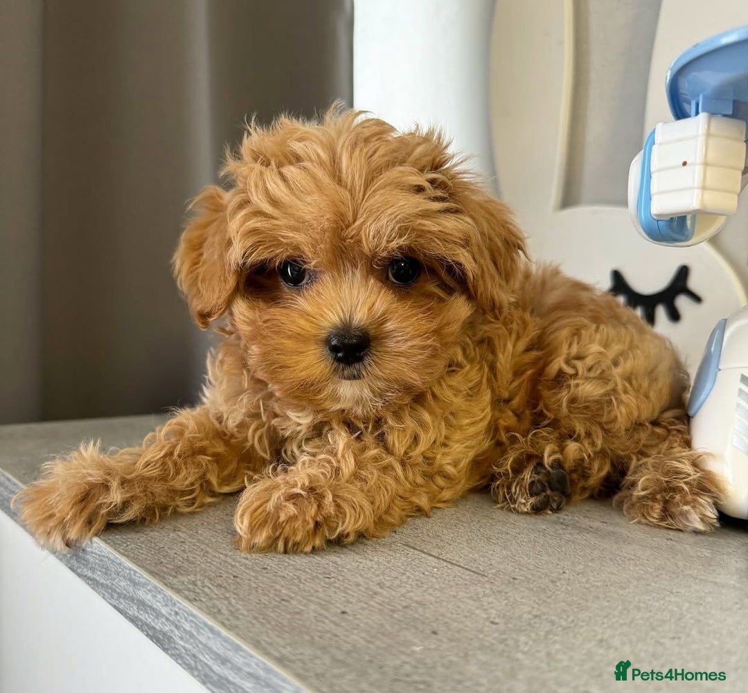 Maltipoo dogs for sale: Beautiful Maltipoo Toy Puppies - Image 12
