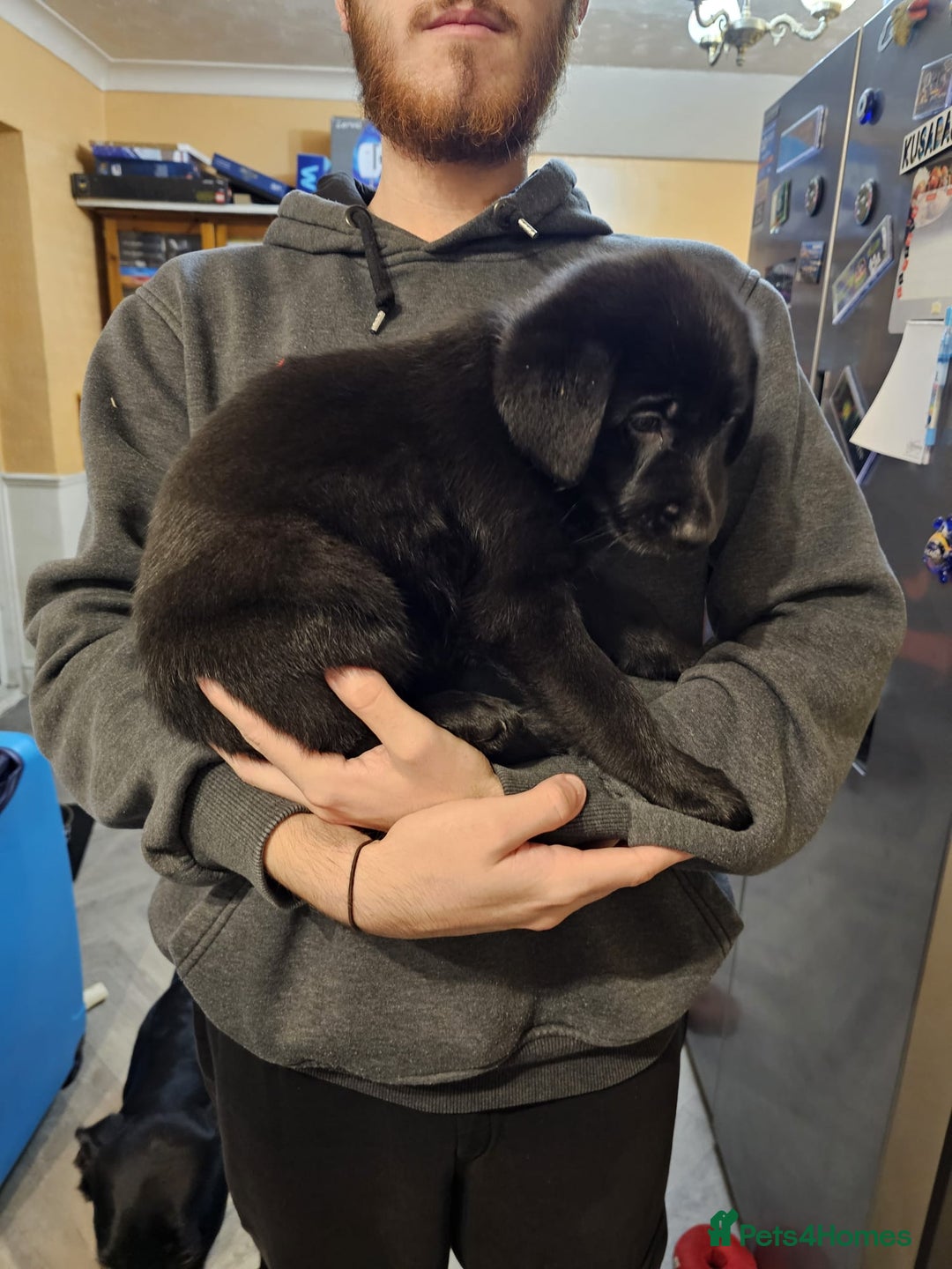 Mixed Breed dogs for sale: German Shepherd x lab pups for sale - Advert 7