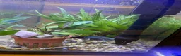 Other/Mixed Breed fish for sale: 3 tanks of fish  in Nottingham - Advert 1