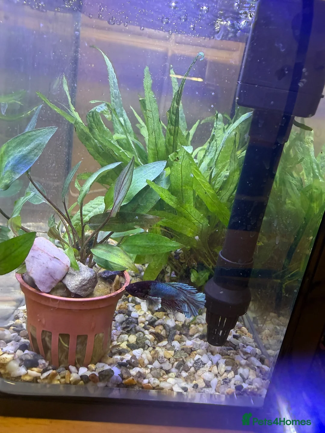 Other/Mixed Breed fish for sale: 3 tanks of fish  in Nottingham - Advert 1