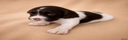 Cocker Spaniel dogs for sale: Chocolate Merle spaniels  - Advert 11