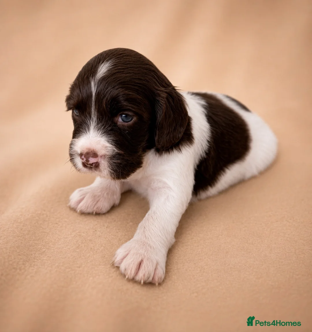 Cocker Spaniel dogs for sale: Chocolate Merle spaniels  - Advert 11