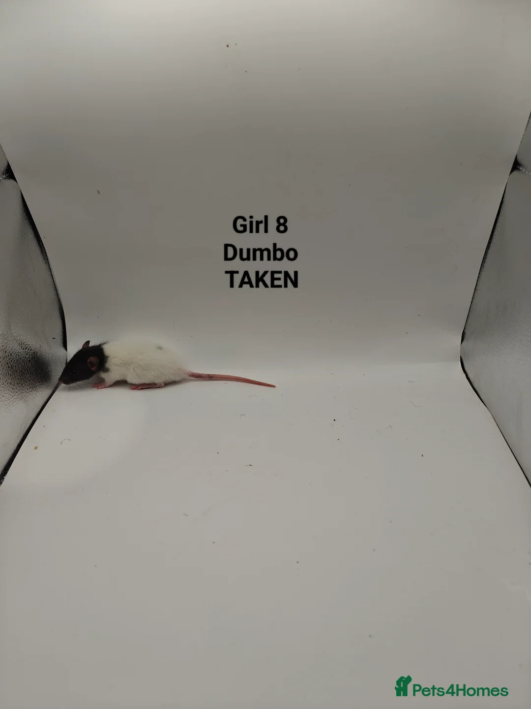 Rat rodents for sale: NOV: 18 Rats (2 Rats: 2 Girls Left) - Advert 15