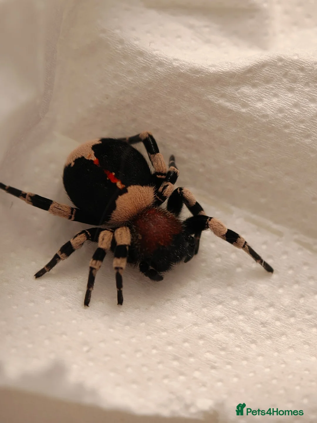 Spiders invertebrates for sale: Velvet spider -Eresus guerini  - Advert 3