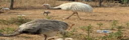 Mixed Breed livestock for sale: Rheas for sale, white and grey in Melton Constable - Advert 5
