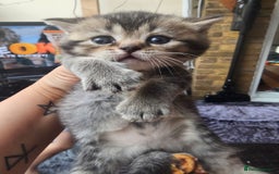 British Shorthair cats for sale: Lovely British Shorthair fold kittens 😸  - Image 14