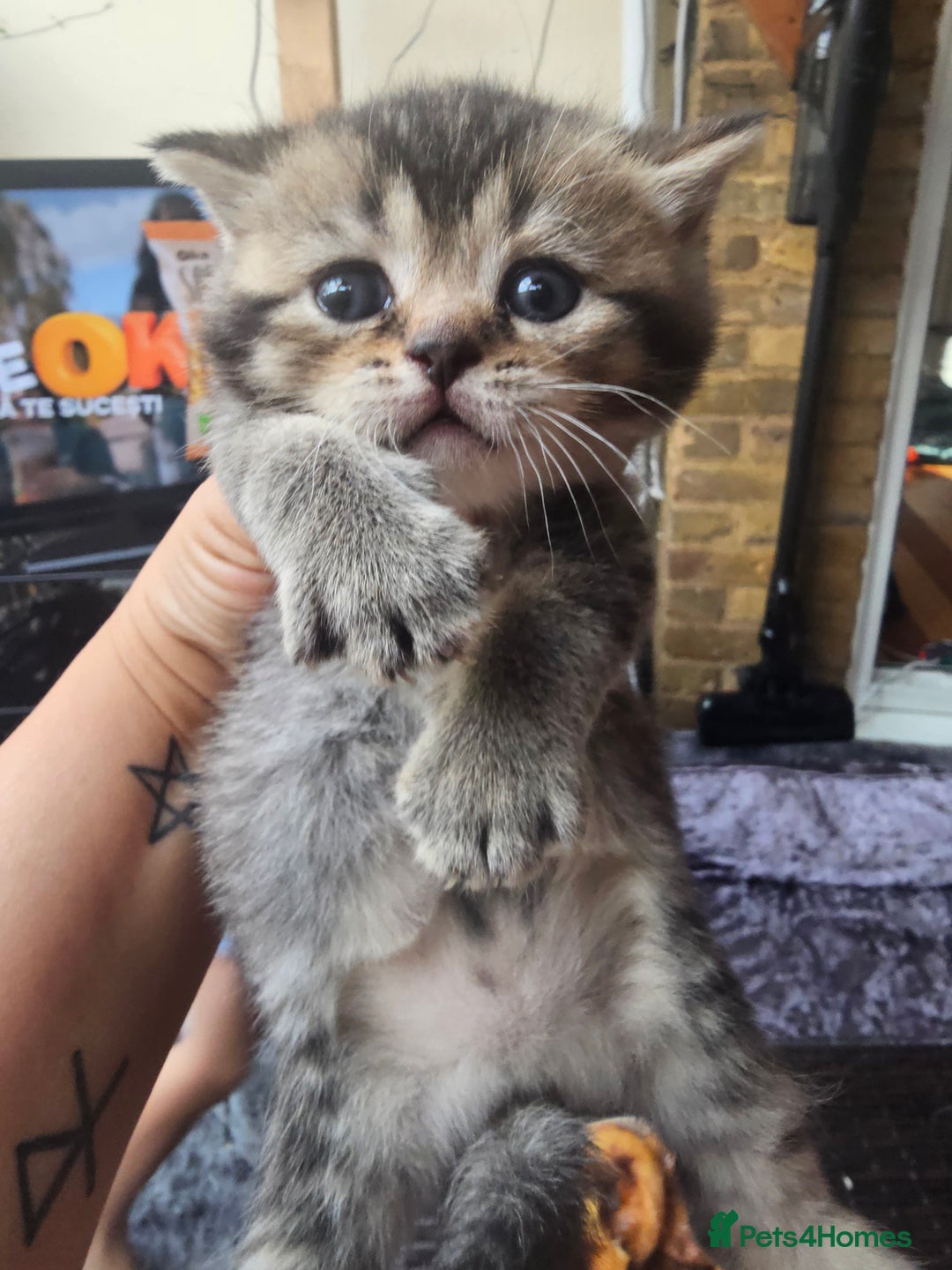 British Shorthair cats for sale: Lovely British Shorthair fold kittens 😸  - Image 14