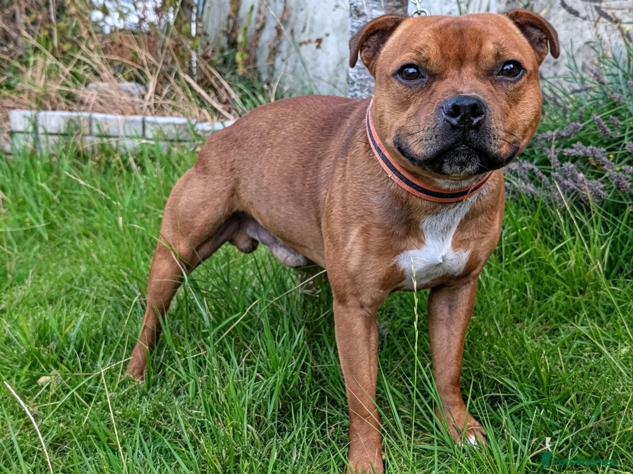 Staffordshire Bull Terrier dogs Health tested Staffordshire bull terrier studs  - Advert 13
