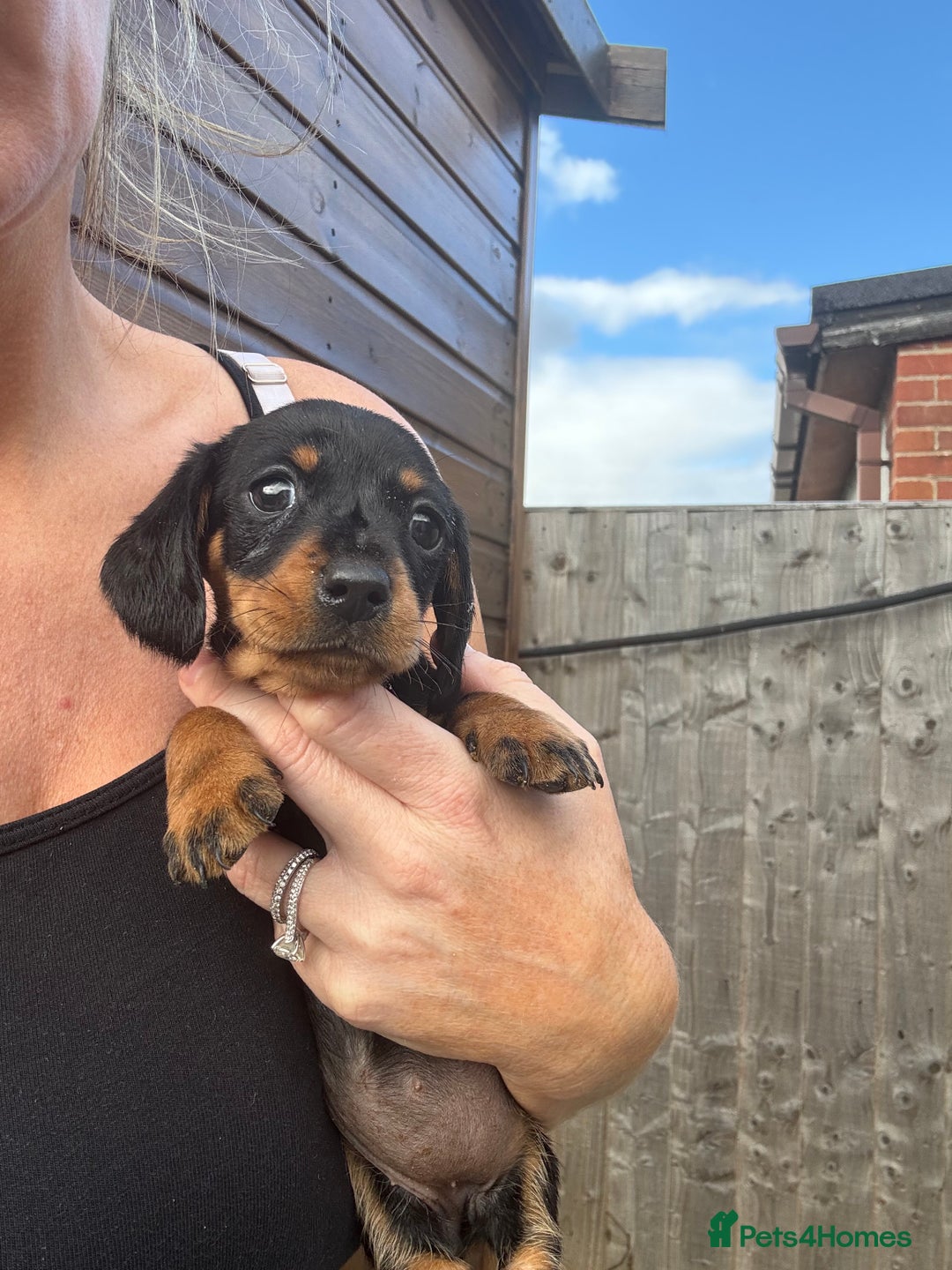 Miniature Dachshund dogs for sale: Beautiful kc registered miniature dachshunds  - Image 14