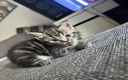 Mixed Breed cats for sale: Mixed breed kittens  - Image 7