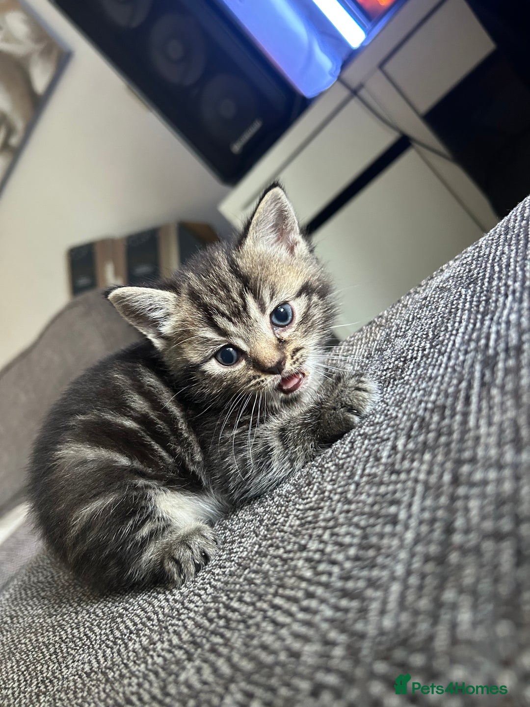 Mixed Breed cats for sale: Mixed breed kittens  - Image 7