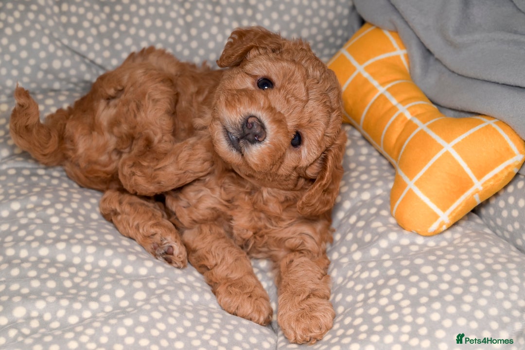 Poochon dogs for sale: Beautiful Red Poochon Puppies – Family Home Raised - Advert 10