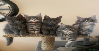 Maine Coon cats - Advert 1
