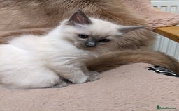 Ragdoll cats for sale: Blue point purebred ragdoll girl  - Image 9