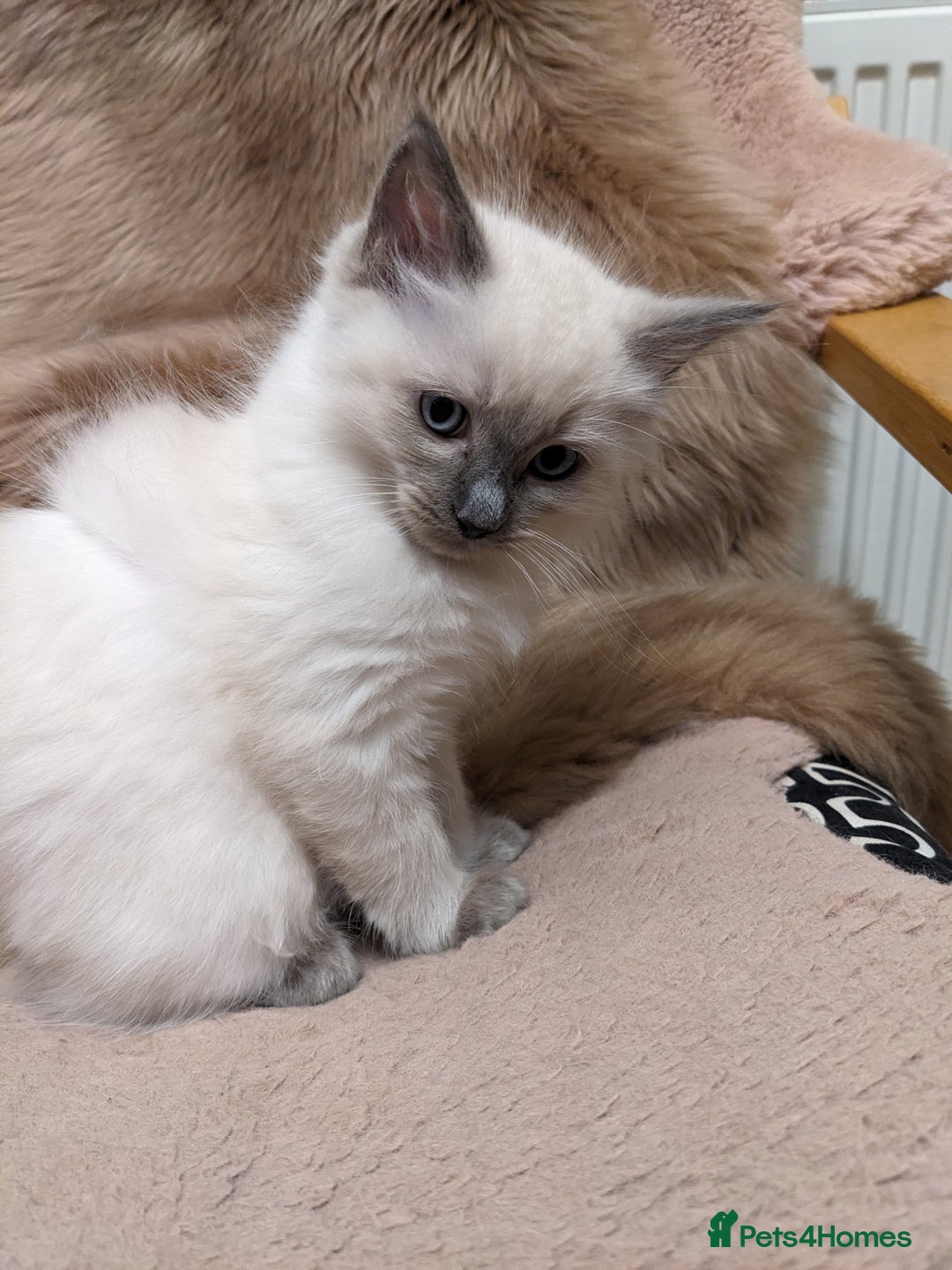 Ragdoll cats for sale: Blue point purebred ragdoll girl  - Image 9