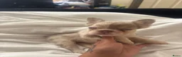 French Bulldog dogs for sale: 8 Merle Fluffy KC registered french bulldogs - Advert 7