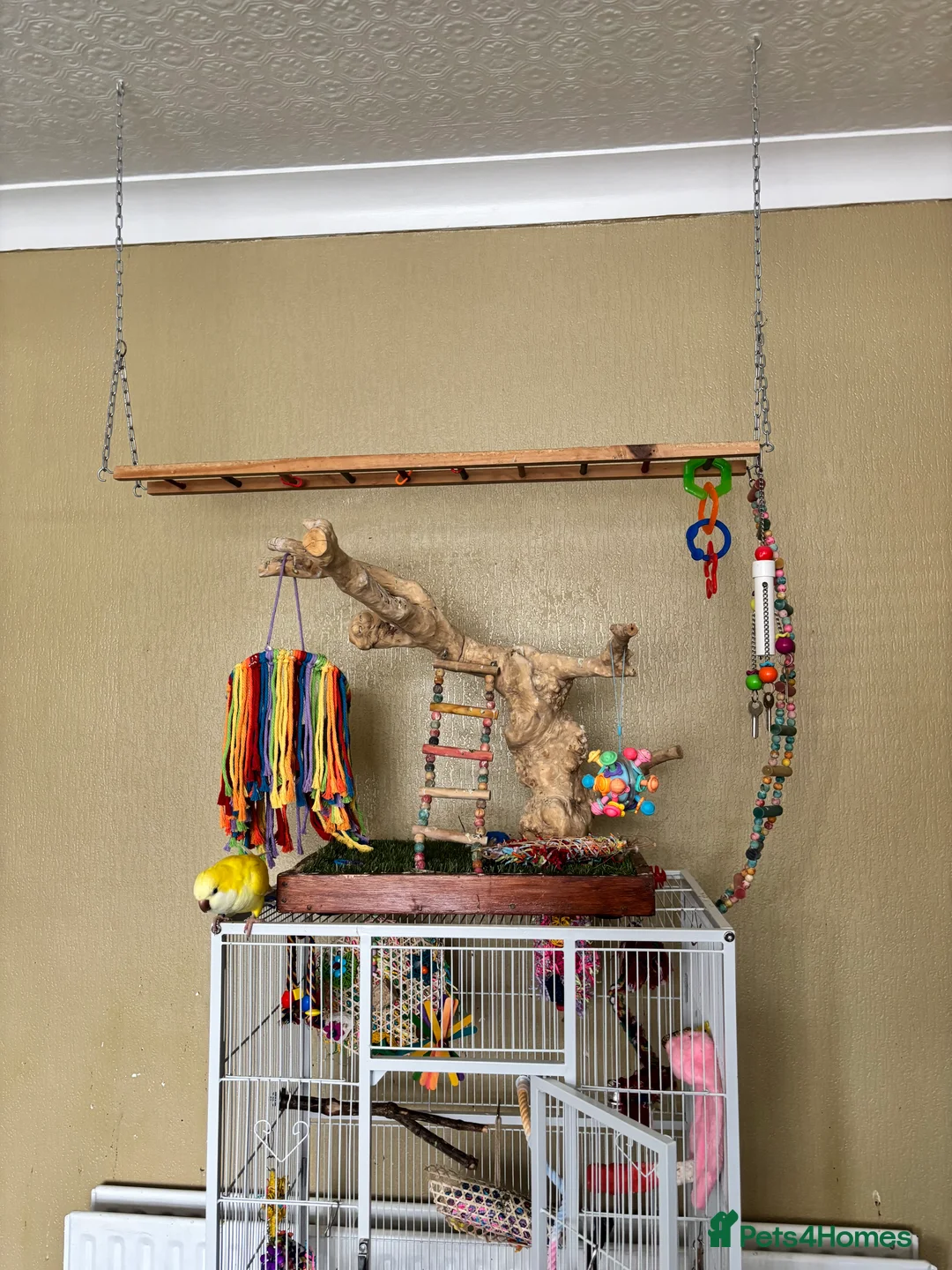 Parakeets birds for sale: Quaker bird for sale (monk parakeet) - Advert 6