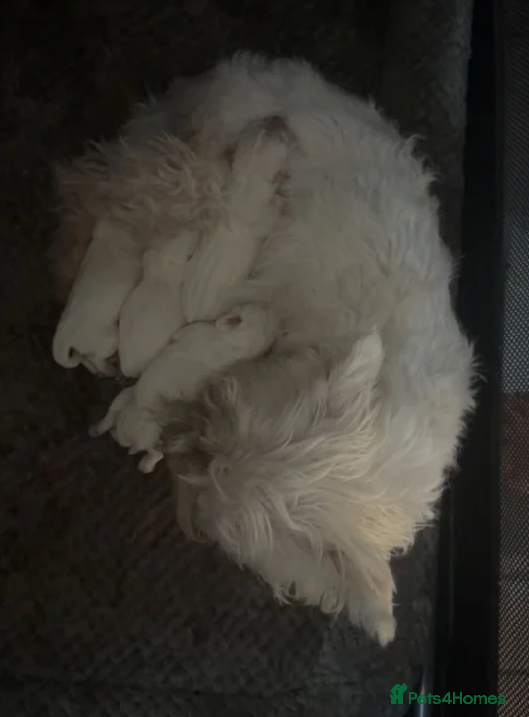 West Highland Terrier dogs for sale: Exquisite Fluffy Little WestHighland White Terrier - Advert 2