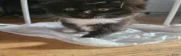 Mixed Breed cats for sale: Fluffy kittens Looking for Loving Homes  - Advert 9