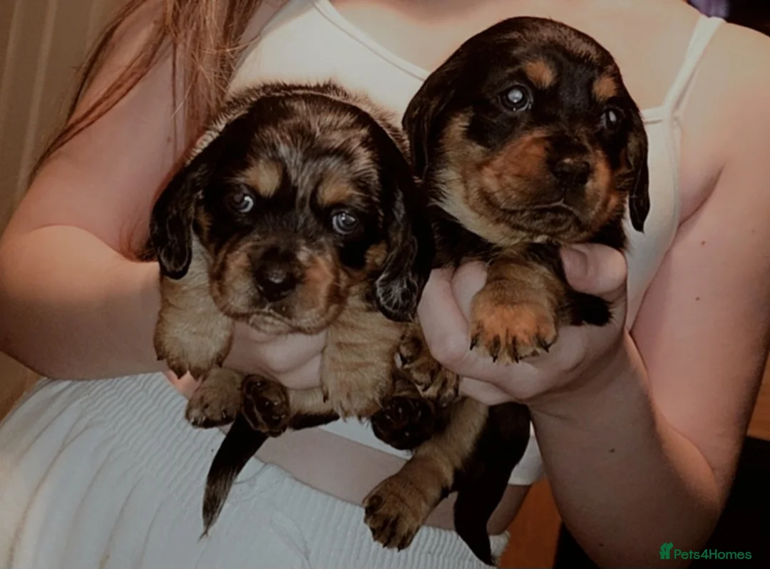 Mixed Breed dogs for sale: Daschund X Pug - Advert 5