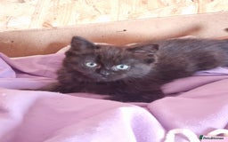 Ragcoon cats for sale: Ragcoon kittens for sale  - Image 3