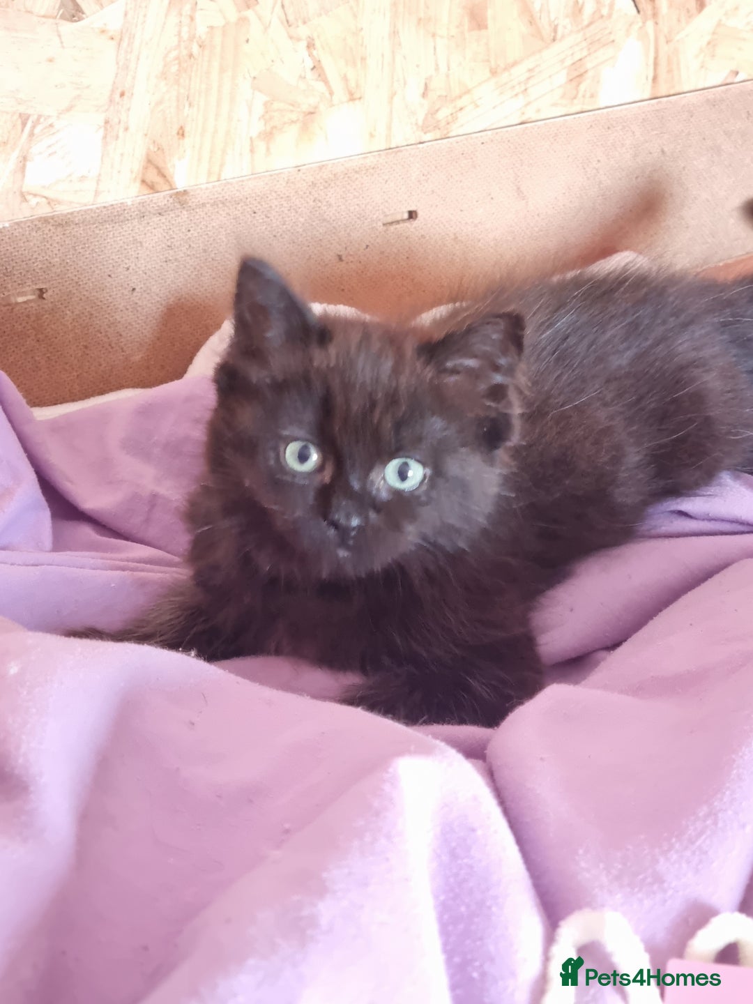 Ragcoon cats for sale: Ragcoon kittens for sale  - Image 3