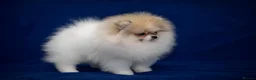 Pomeranian dogs for sale: Pom girl from 5⭐ licensed breeder - Advert 13