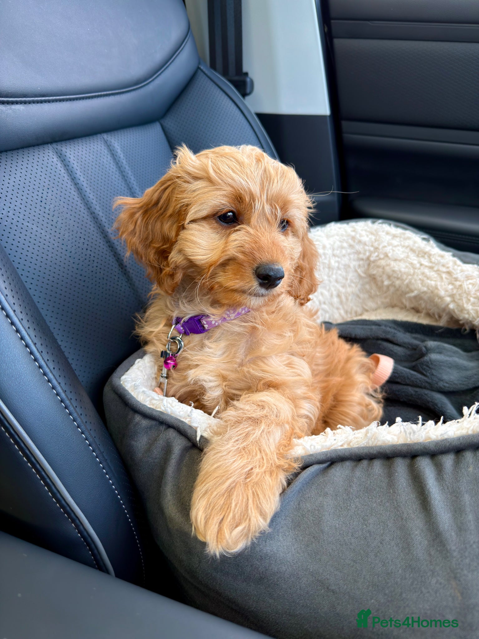 Cavapoochon dogs 1 GIRL LEFT! Cavapoochon Puppies - Hypoallergenic - Advert 14