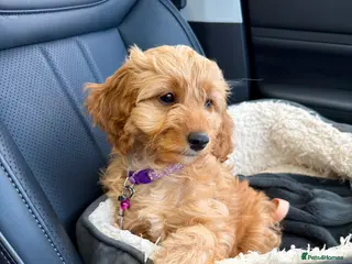 Cavapoochon dogs 1 GIRL LEFT! Cavapoochon Puppies - Hypoallergenic - Advert 14