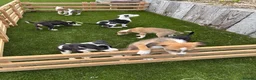 Lurcher dogs for sale: Lurcher puppies in Chesterfield - Advert 1