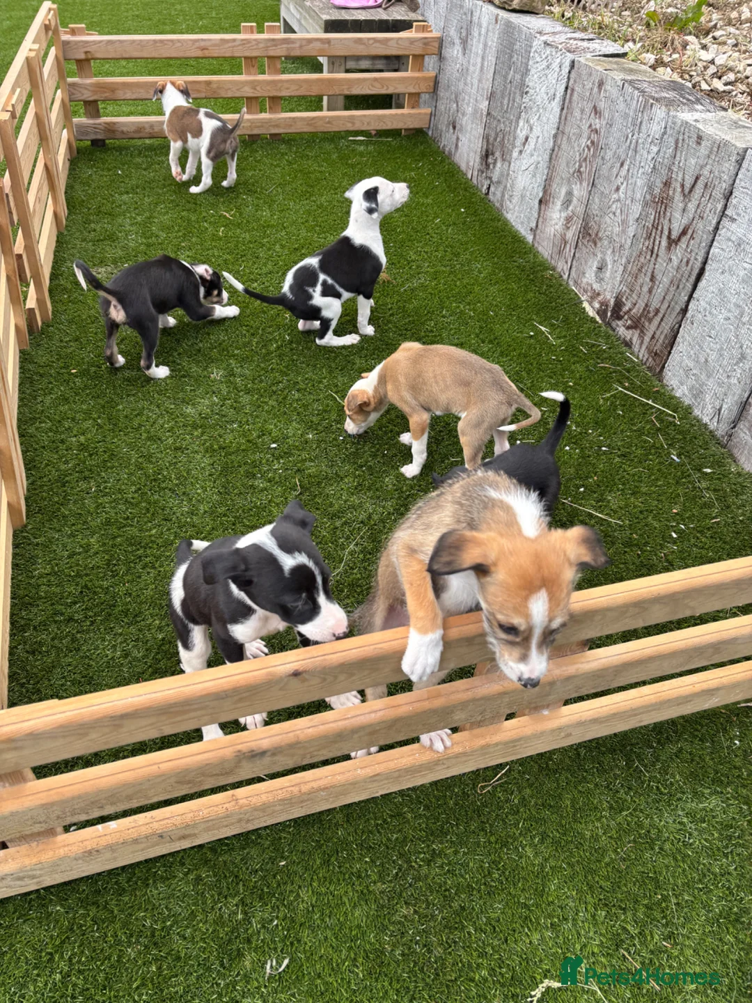Lurcher dogs for sale: Lurcher puppies in Chesterfield - Advert 1