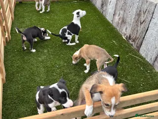 Lurcher dogs Lurcher puppies - Advert 4