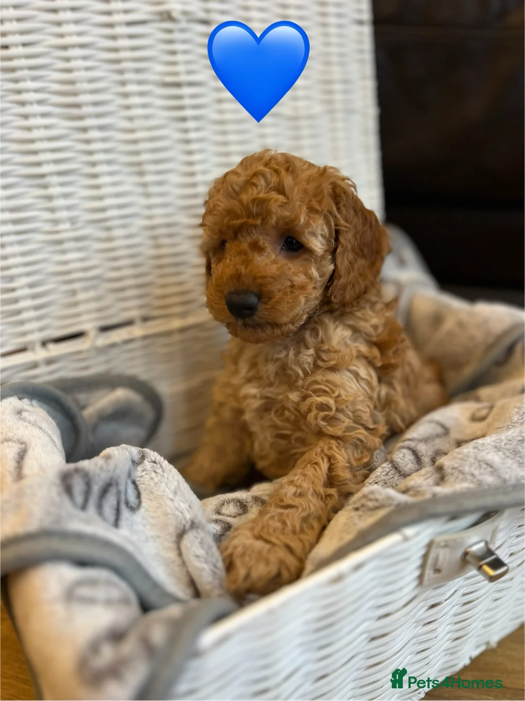 Cockapoo dogs for sale: Cockapoo Puppies - Advert 5
