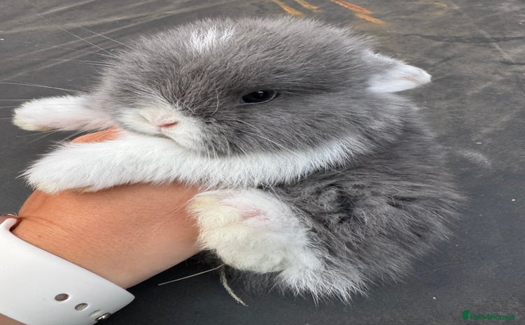 Mini Lop rabbits - Advert 3