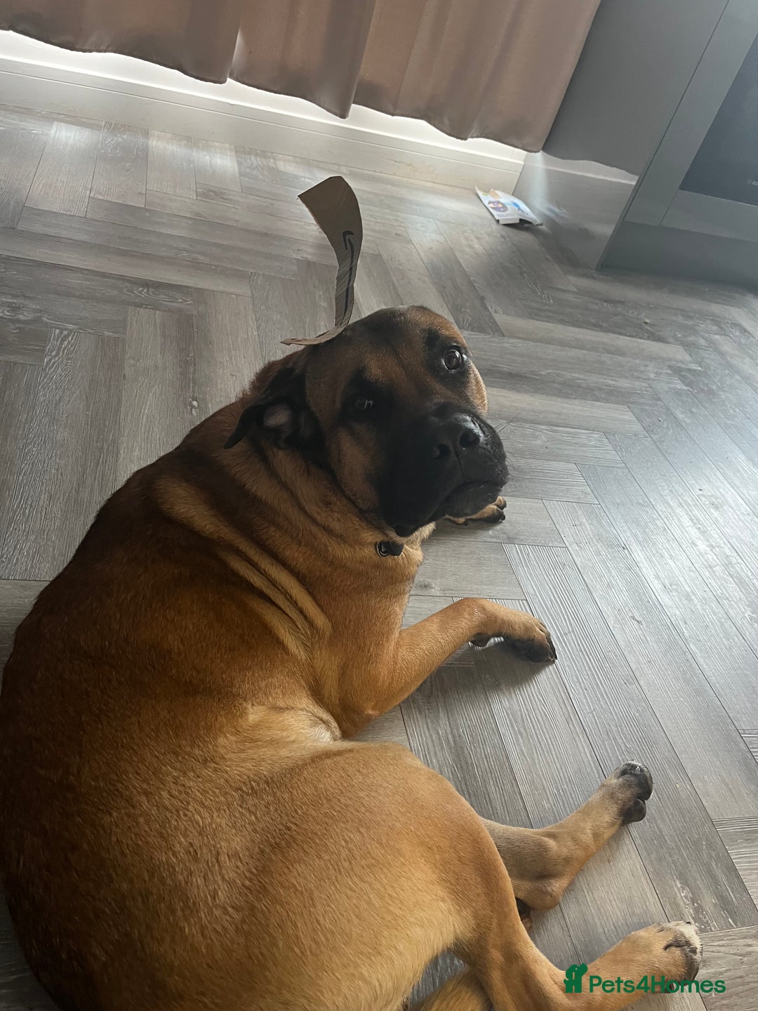 Mixed Breed dogs for sale: Large dog for loving home - Image 2