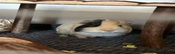 Guinea Pig rodents for sale: 2 Guinea pigs & cage+supplies - Advert 7