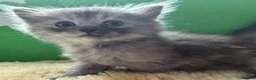 Perdoll cats for sale: ✨ Stunning & Rare Persian x Ragdoll  ✨  in London - Advert 11