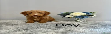 Cockapoo 7
