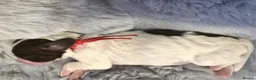 Sproodle dogs for sale: Springer Spaniel Miniature Poodle Sproodle Puppies - Advert 29