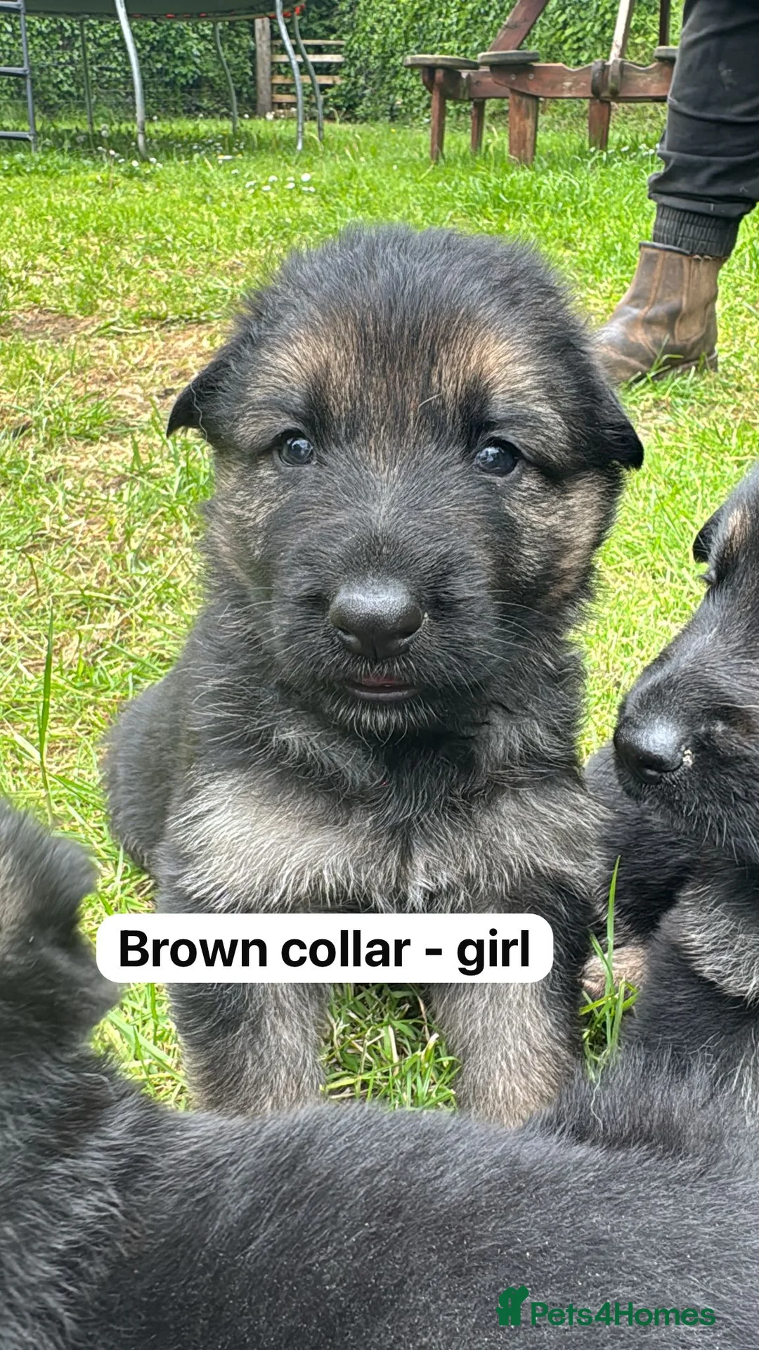 German Shepherd dogs for sale: Beautiful German shepherd pups  - Advert 9