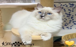 Ragdoll cats for sale: 🐾🩷*TICA REG* EU RAGDOLL KITTENS🌟 DNA CLEAR 🩵🐾 - Advert 5