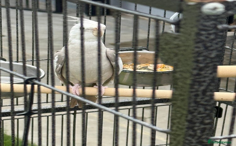Cockatiels birds - Advert 11