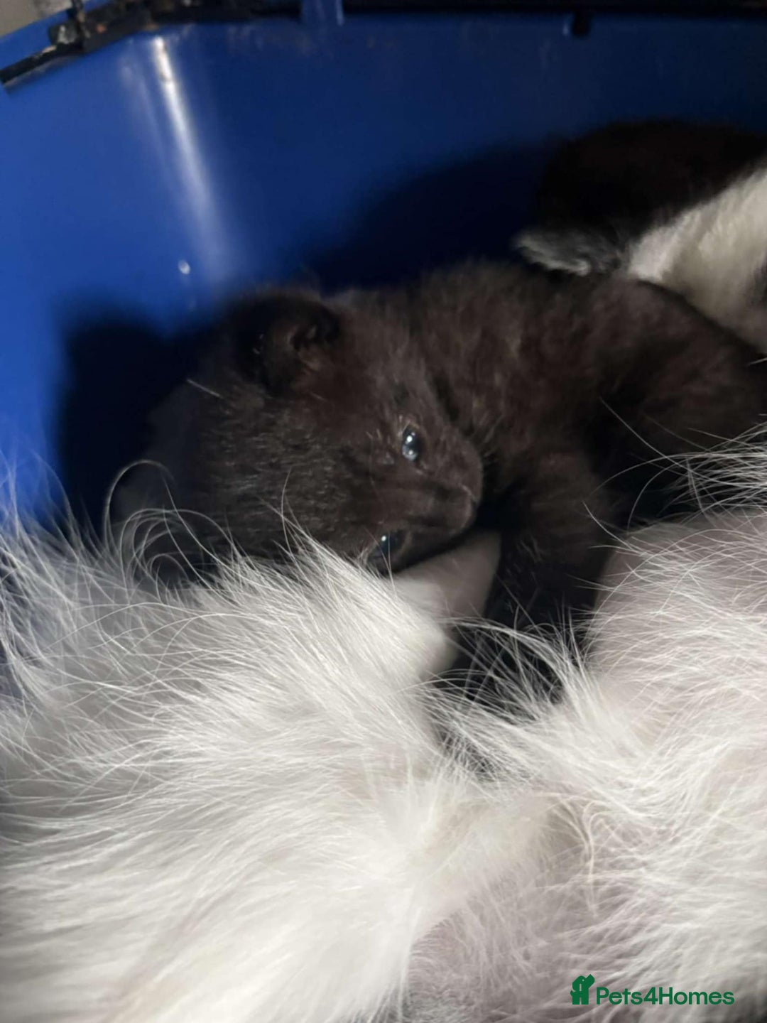 British Shorthair cats for sale: Male black kitten - Image 2