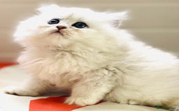 Persian cats for stud: ⭐️PERSIAN CHINCHILLA  PEDIGREE  STUD⭐️ in Gerrards Cross - Image 16